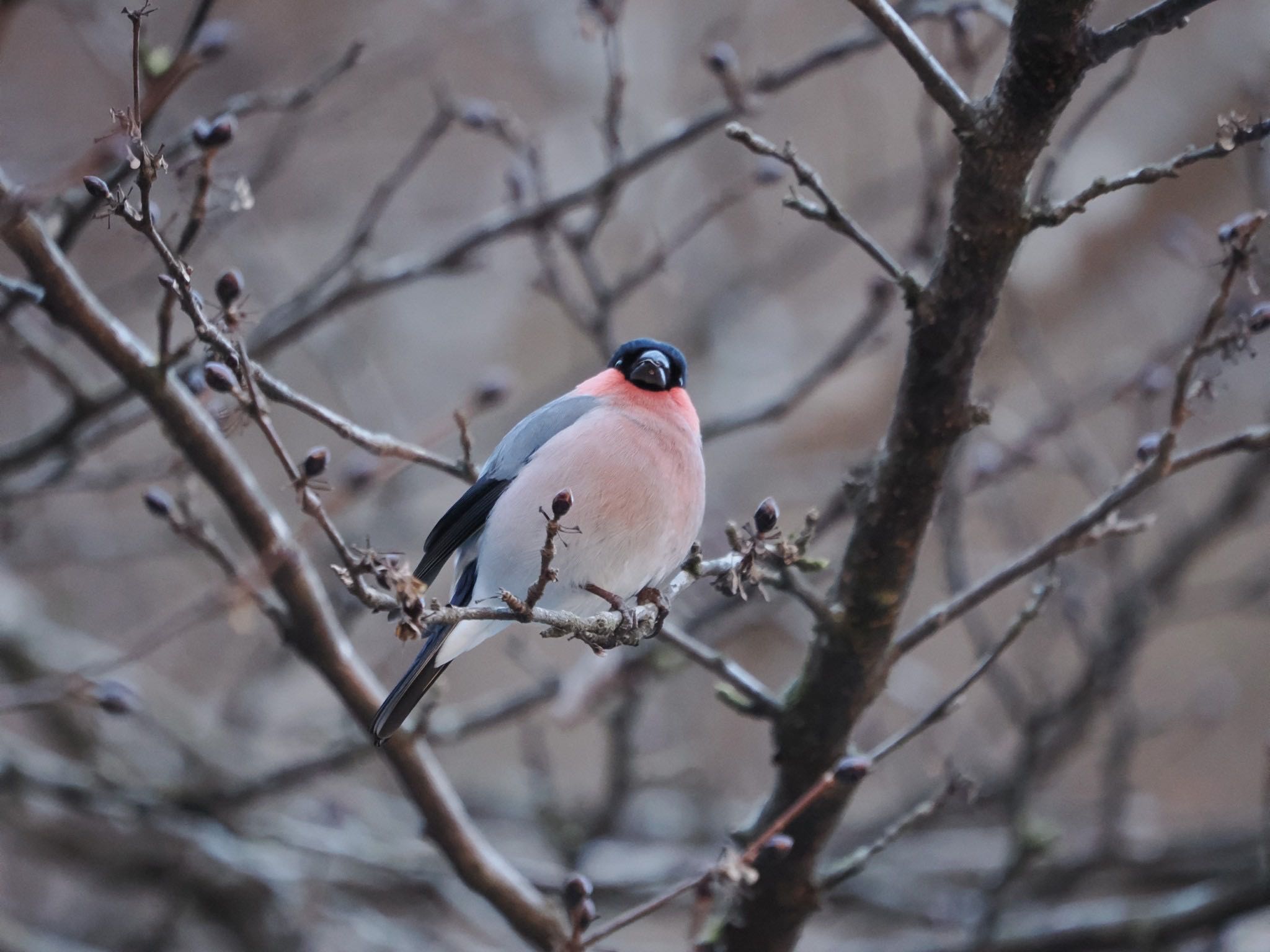 Eurasian Bullfinch