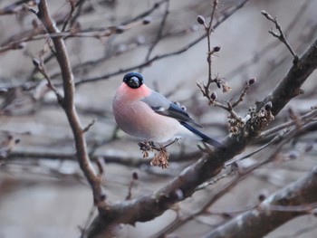 Eurasian Bullfinch Hayatogawa Forest Road Sun, 2/11/2024