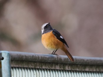 Daurian Redstart Hayatogawa Forest Road Sun, 2/11/2024