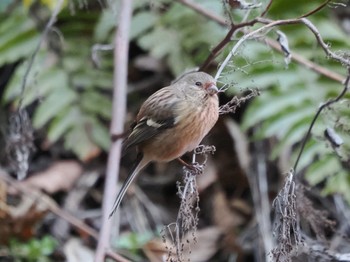 Siberian Long-tailed Rosefinch Hayatogawa Forest Road Sun, 2/11/2024