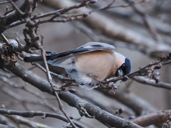 Eurasian Bullfinch Hayatogawa Forest Road Sun, 2/11/2024