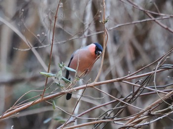 Eurasian Bullfinch(rosacea) Hayatogawa Forest Road Sun, 2/11/2024