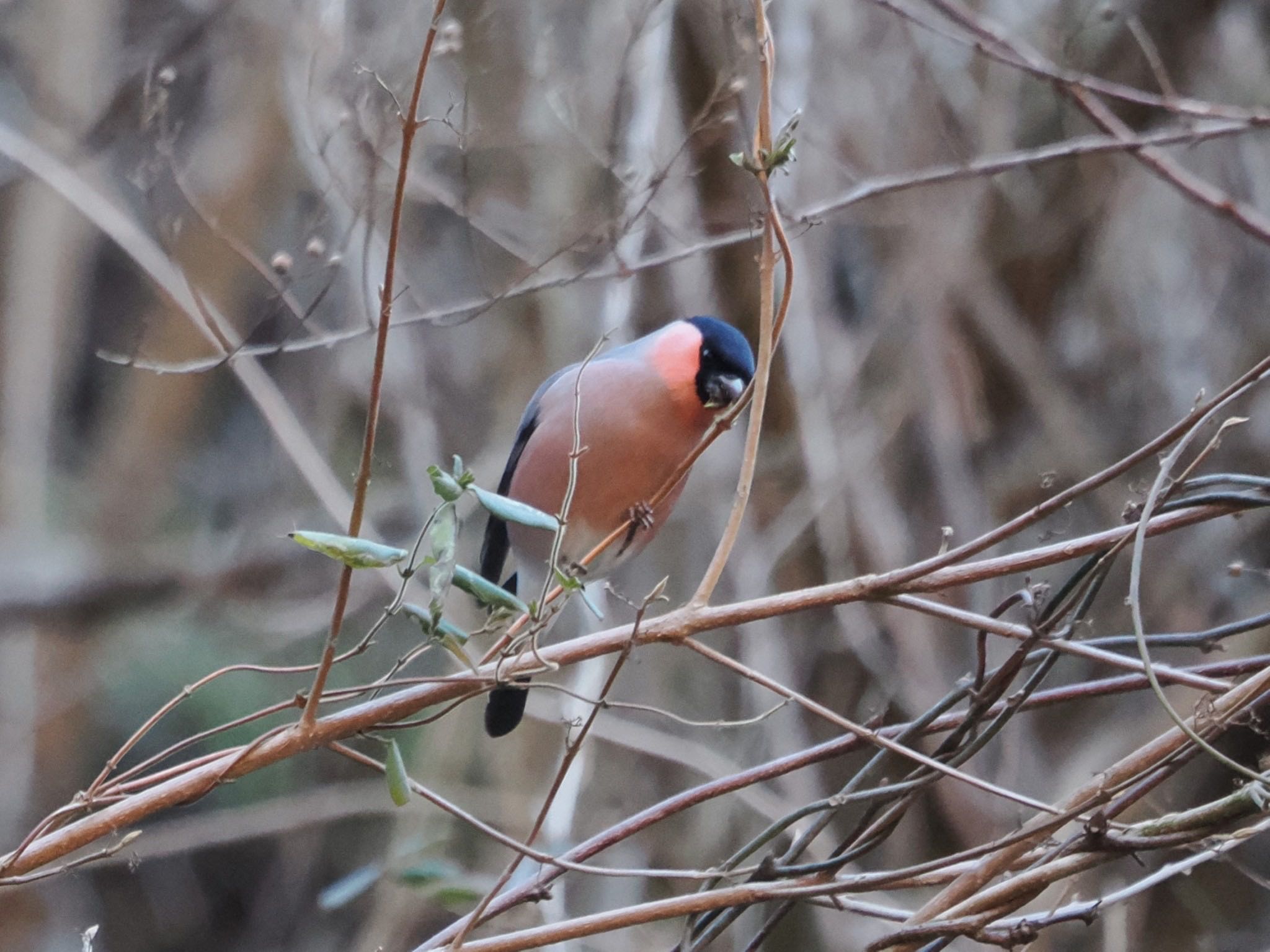 Eurasian Bullfinch(rosacea)