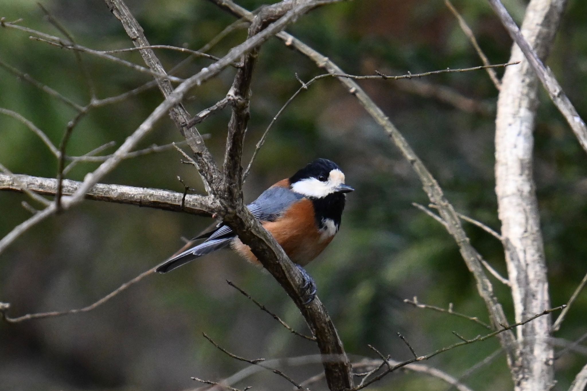 Photo of Varied Tit at 太白山自然観察の森 by ＭＡＲＵ。