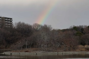 カワウ 昆陽池公園 2024年2月10日(土)