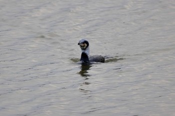 カワウ 昆陽池公園 2024年2月10日(土)