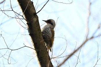 Japanese Green Woodpecker Aobayama Park Sun, 2/11/2024