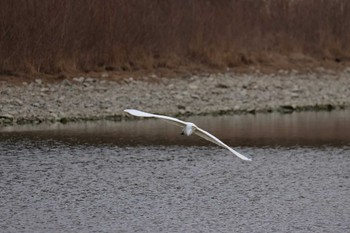 ダイサギ 昆陽池公園 2024年2月10日(土)