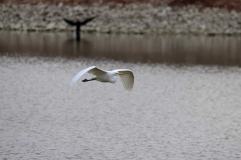 ダイサギ 昆陽池公園 2024年2月10日(土)