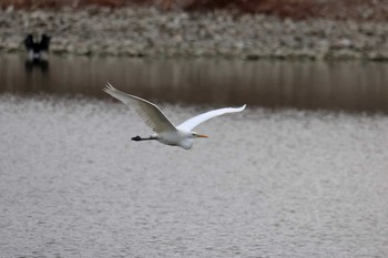 ダイサギ 昆陽池公園 2024年2月10日(土)