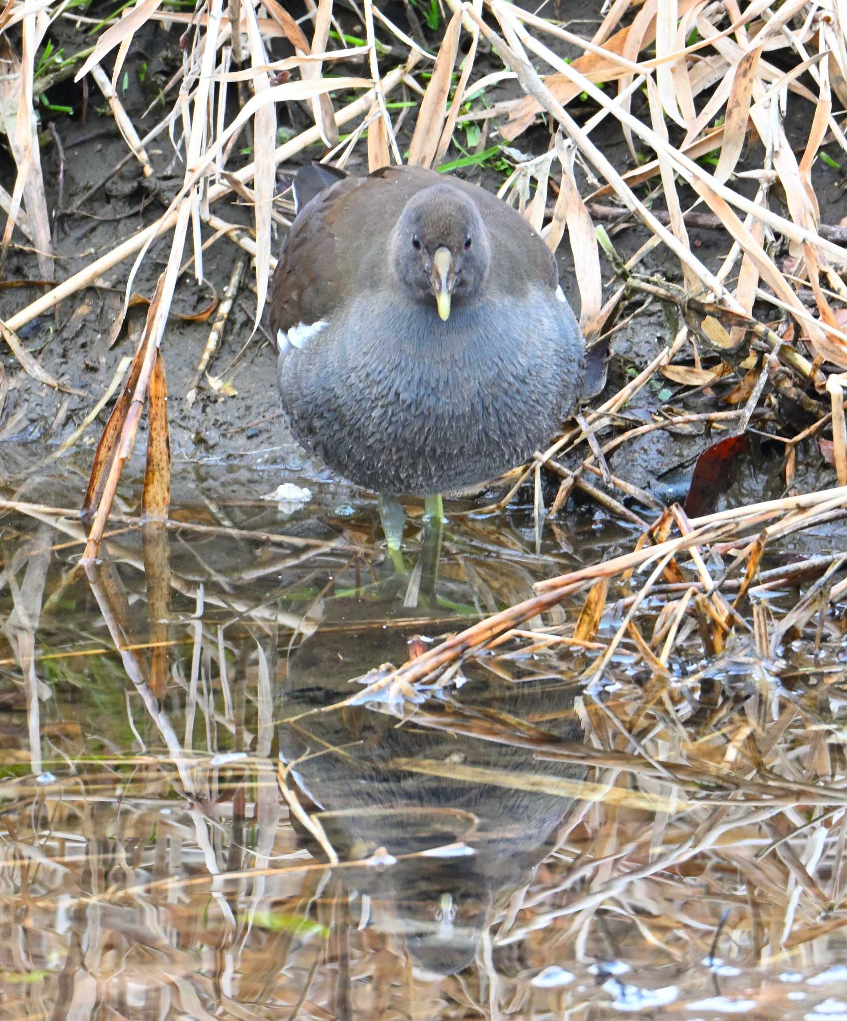 Common Moorhen