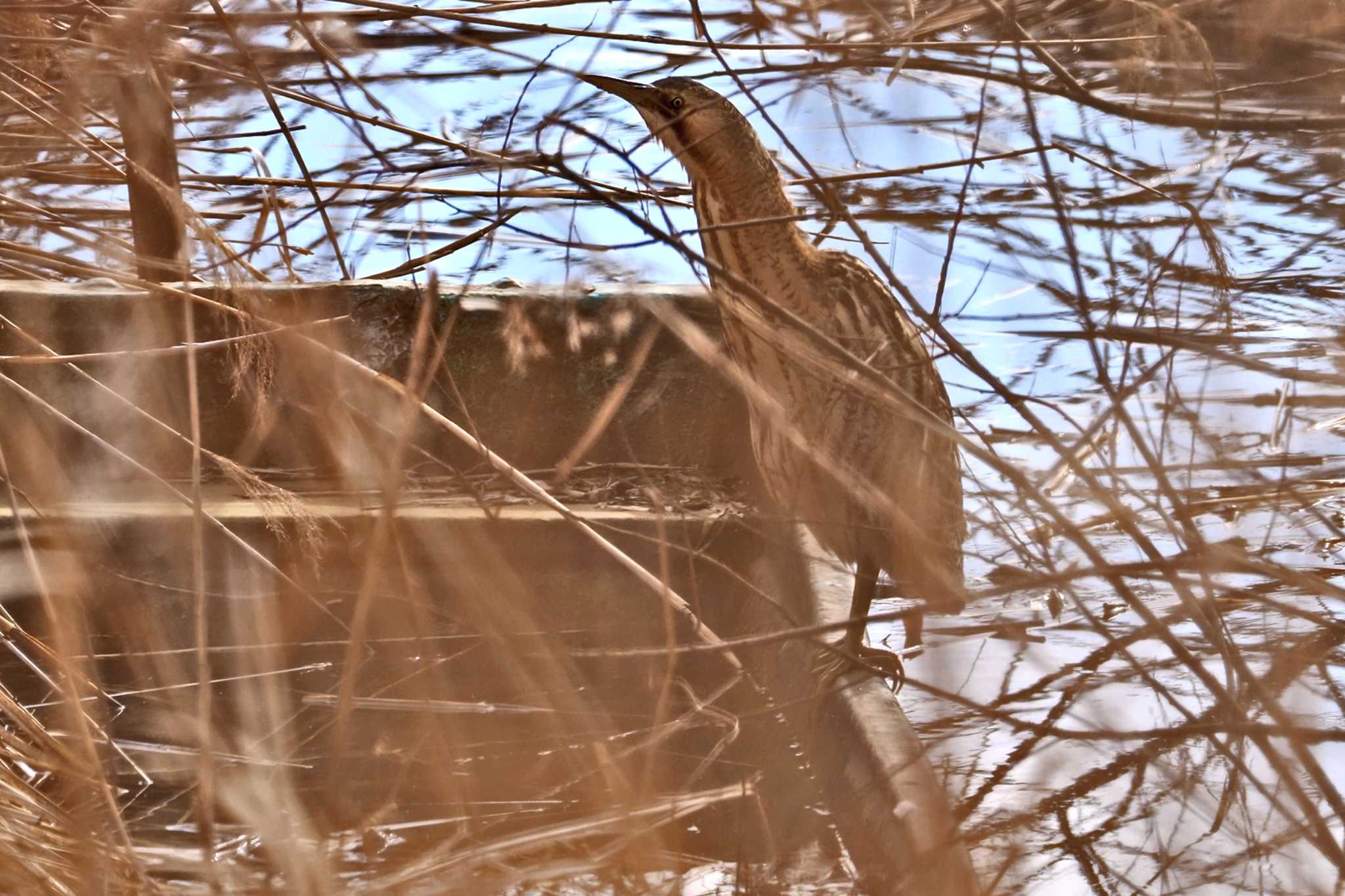 Eurasian Bittern