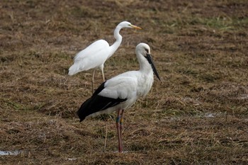 コウノトリ 昆陽池公園 2024年2月10日(土)