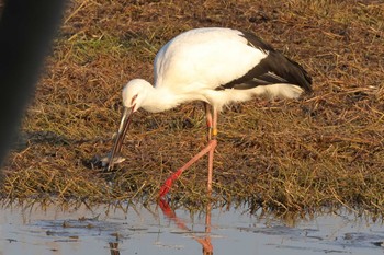 コウノトリ 昆陽池公園 2024年2月10日(土)