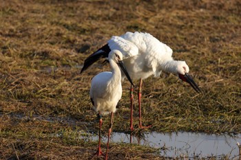 コウノトリ 昆陽池公園 2024年2月10日(土)