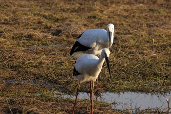 コウノトリ 昆陽池公園 2024年2月10日(土)