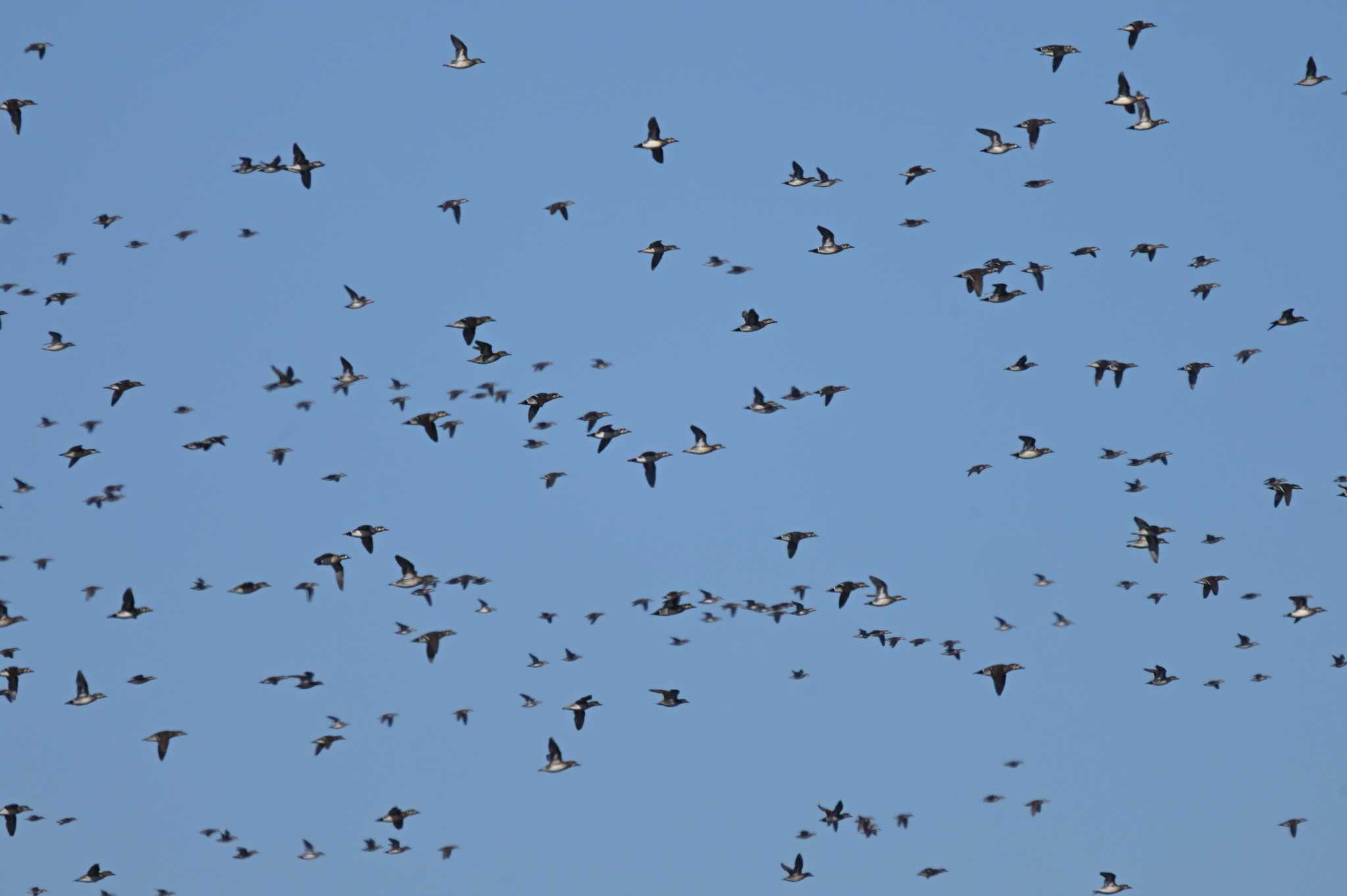 Baikal Teal