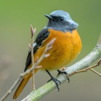 Daurian Redstart 京都市宝ヶ池公園 Sun, 2/11/2024