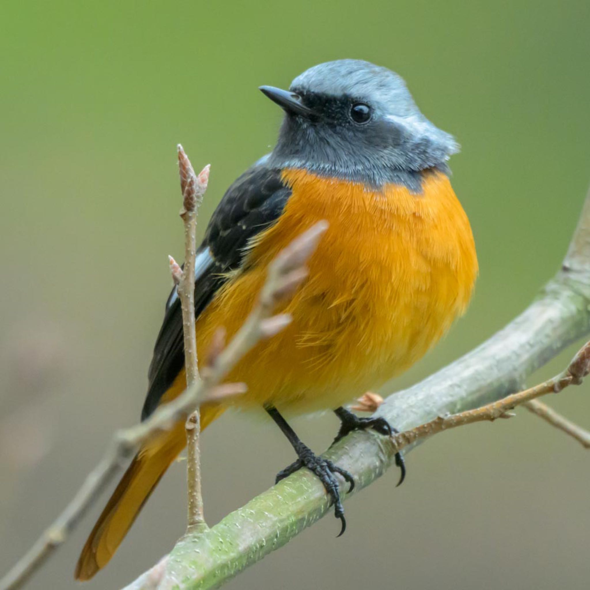 Daurian Redstart