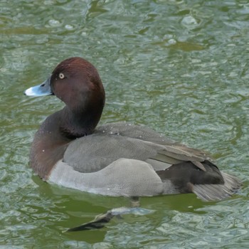 Unknown Species 京都市宝ヶ池公園 Sun, 2/11/2024