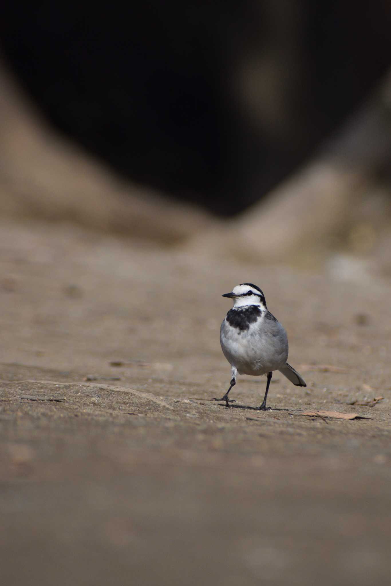 White Wagtail