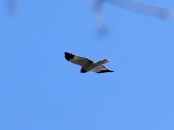 Fri, 2/9/2024 Birding report at 宮ケ瀬湖