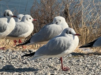 Black-headed Gull 霞ヶ浦 Tue, 1/30/2024