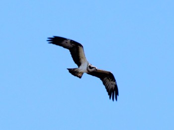 2024年2月10日(土) 葛西臨海公園の野鳥観察記録