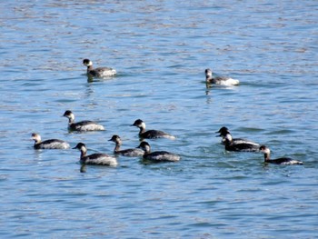 ハジロカイツブリ 葛西臨海公園 2024年2月10日(土)