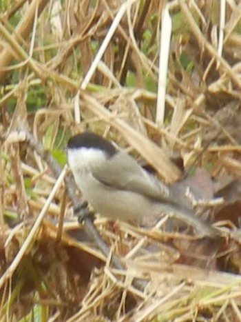 ハシブトガラ 屯田防風林 2018年11月22日(木)