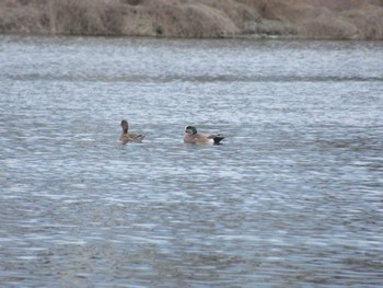 American Wigeon 相模大堰 Sun, 2/11/2024