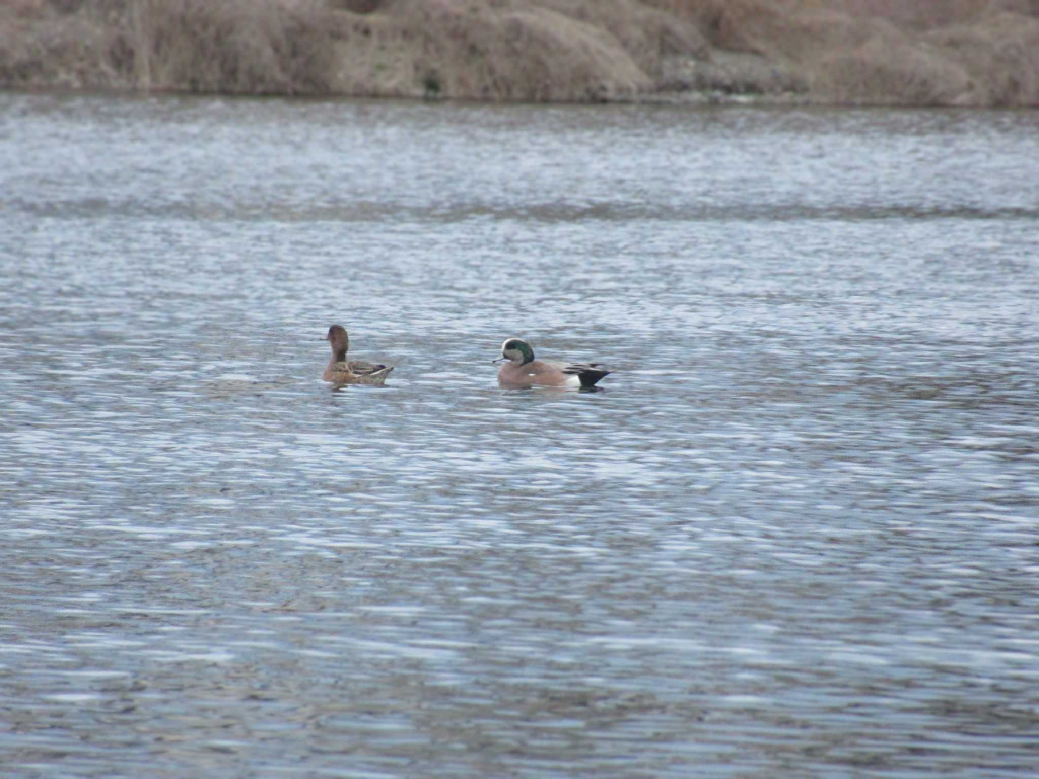 American Wigeon