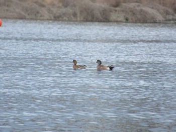 American Wigeon 相模大堰 Sun, 2/11/2024