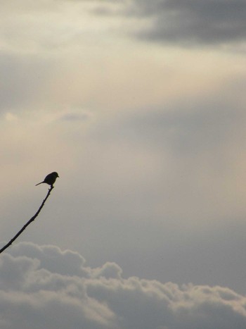 Bull-headed Shrike 相模大堰 Sun, 2/11/2024