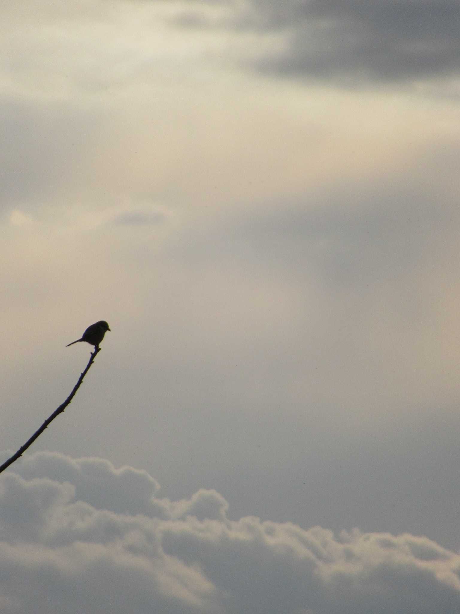 Bull-headed Shrike