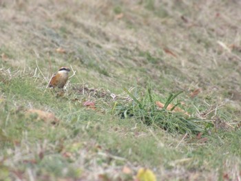 Bull-headed Shrike 相模大堰 Sun, 2/11/2024