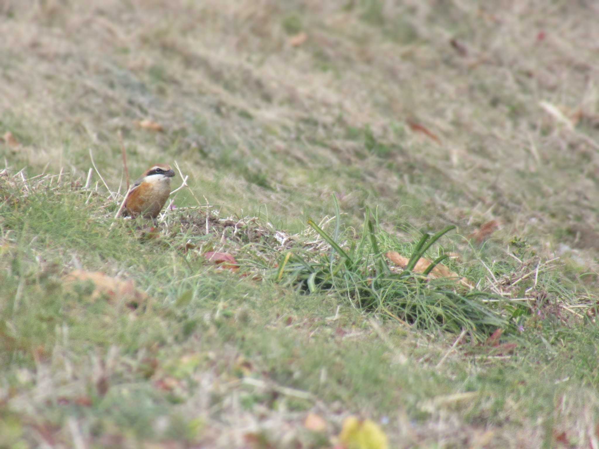 Bull-headed Shrike