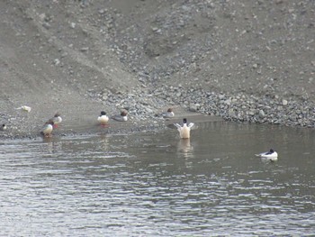 Common Merganser 相模大堰 Sun, 2/11/2024