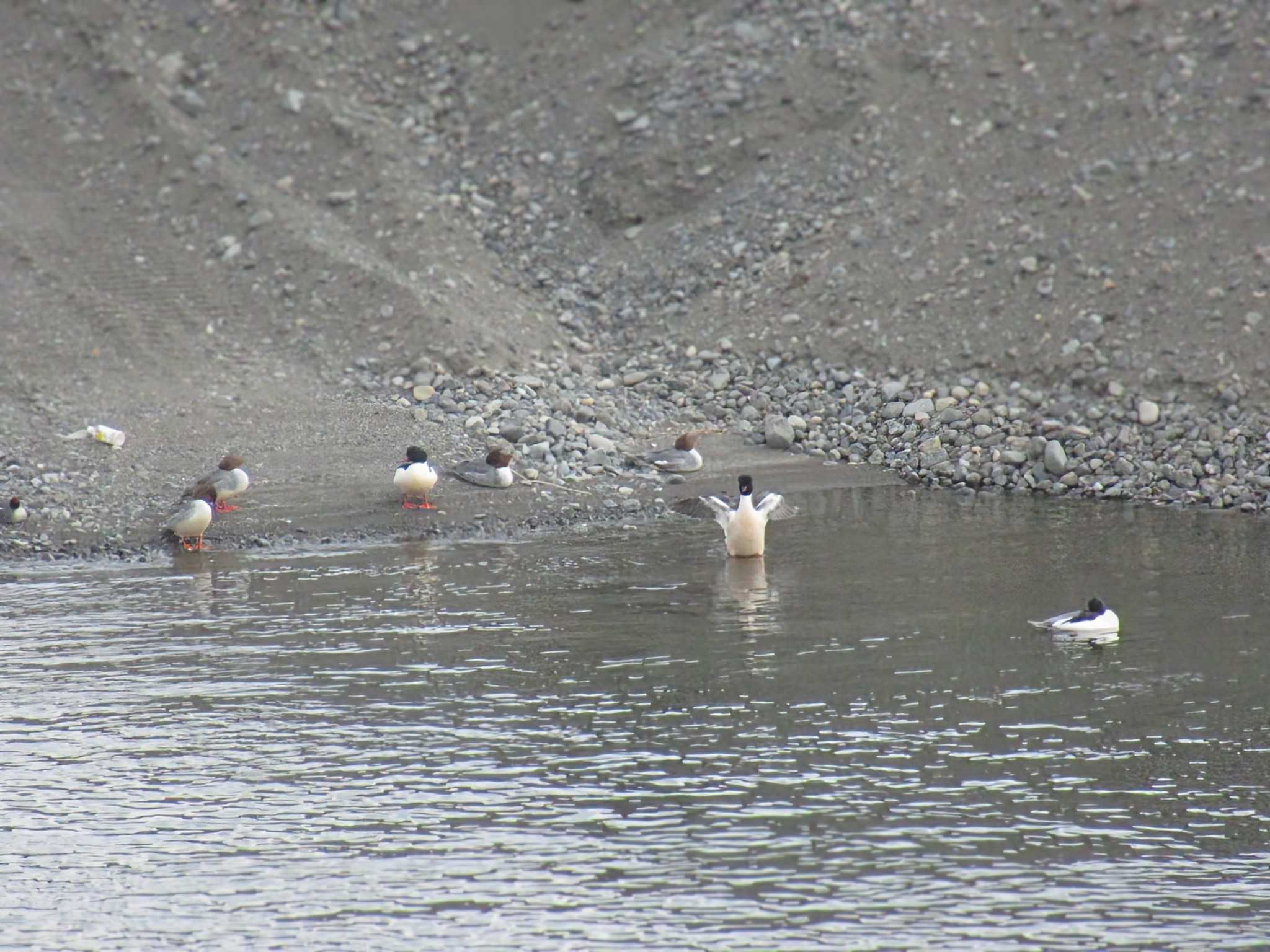 Common Merganser