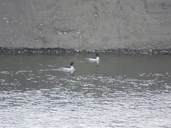 Common Merganser 相模大堰 Sun, 2/11/2024