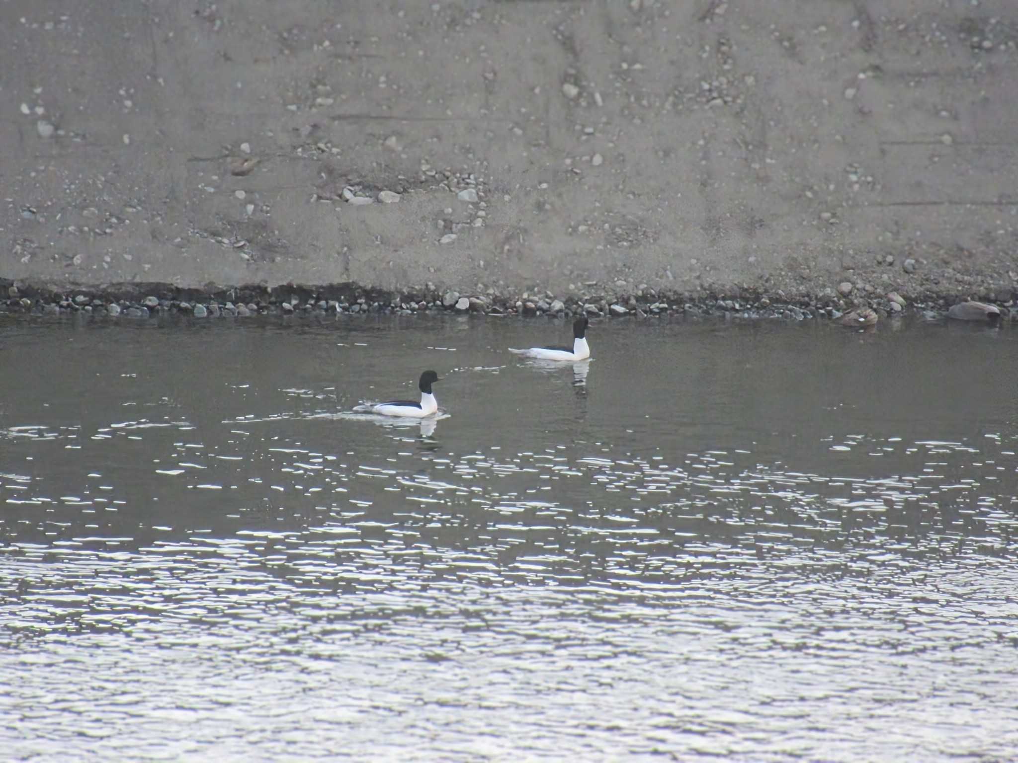 Common Merganser