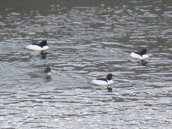 Common Merganser 相模大堰 Sun, 2/11/2024