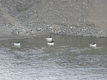 Common Merganser 相模大堰 Sun, 2/11/2024