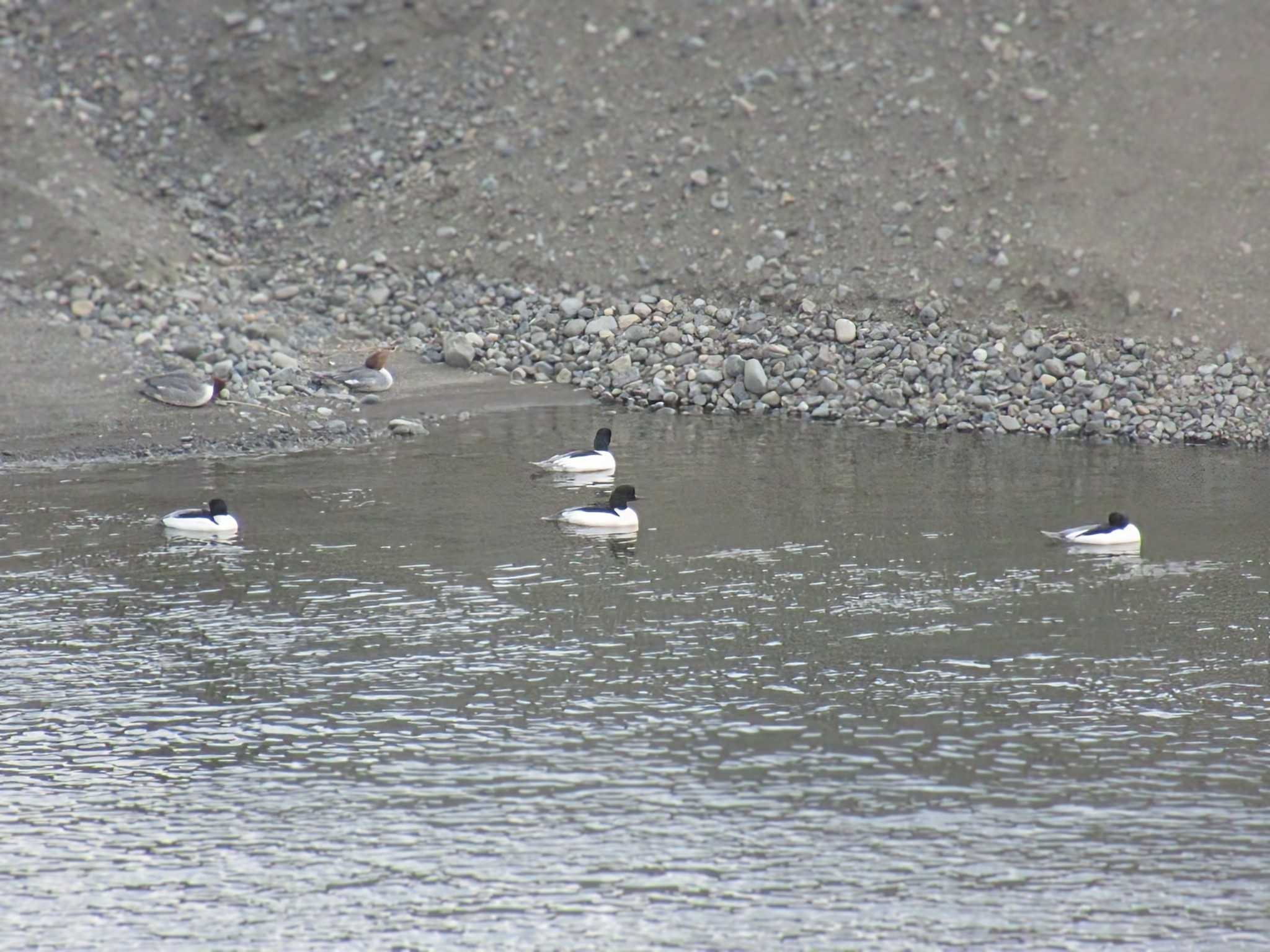 Common Merganser