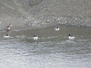 Common Merganser 相模大堰 Sun, 2/11/2024