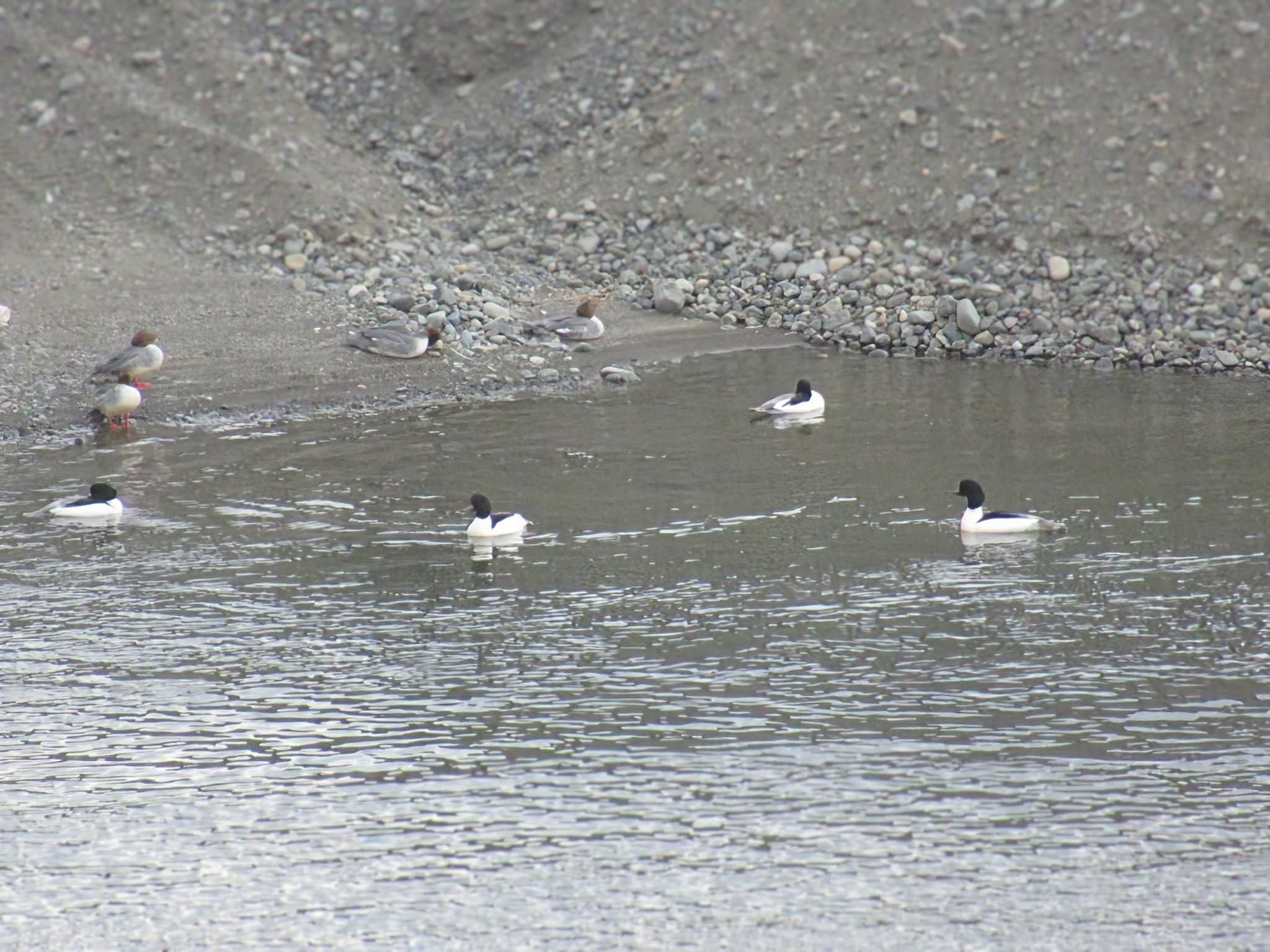 Common Merganser