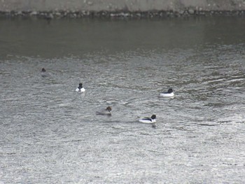 Common Merganser 相模大堰 Sun, 2/11/2024