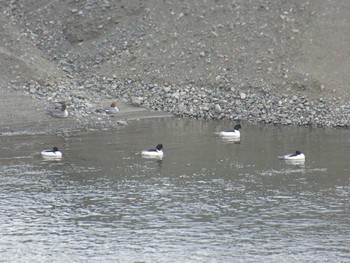 Common Merganser 相模大堰 Sun, 2/11/2024