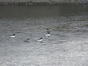 Common Merganser 相模大堰 Sun, 2/11/2024