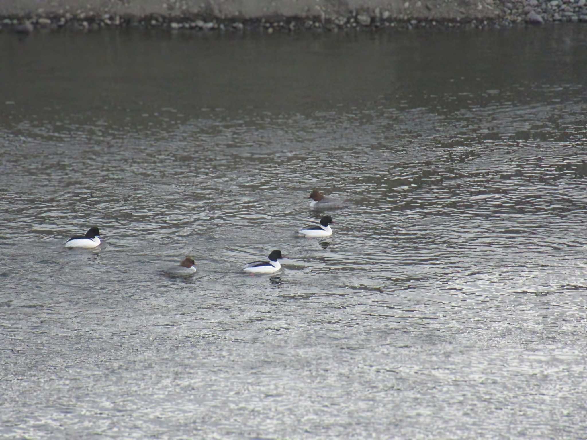 Common Merganser